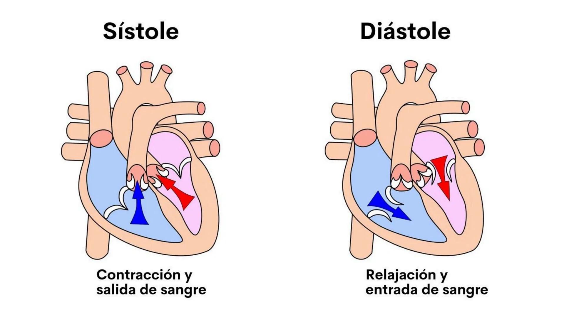# Hipertension # Introduccion
La hipertensión arterial es, probablemente, la
enfermedad más prevalente que hay en el mundo y
afecta, aproxi