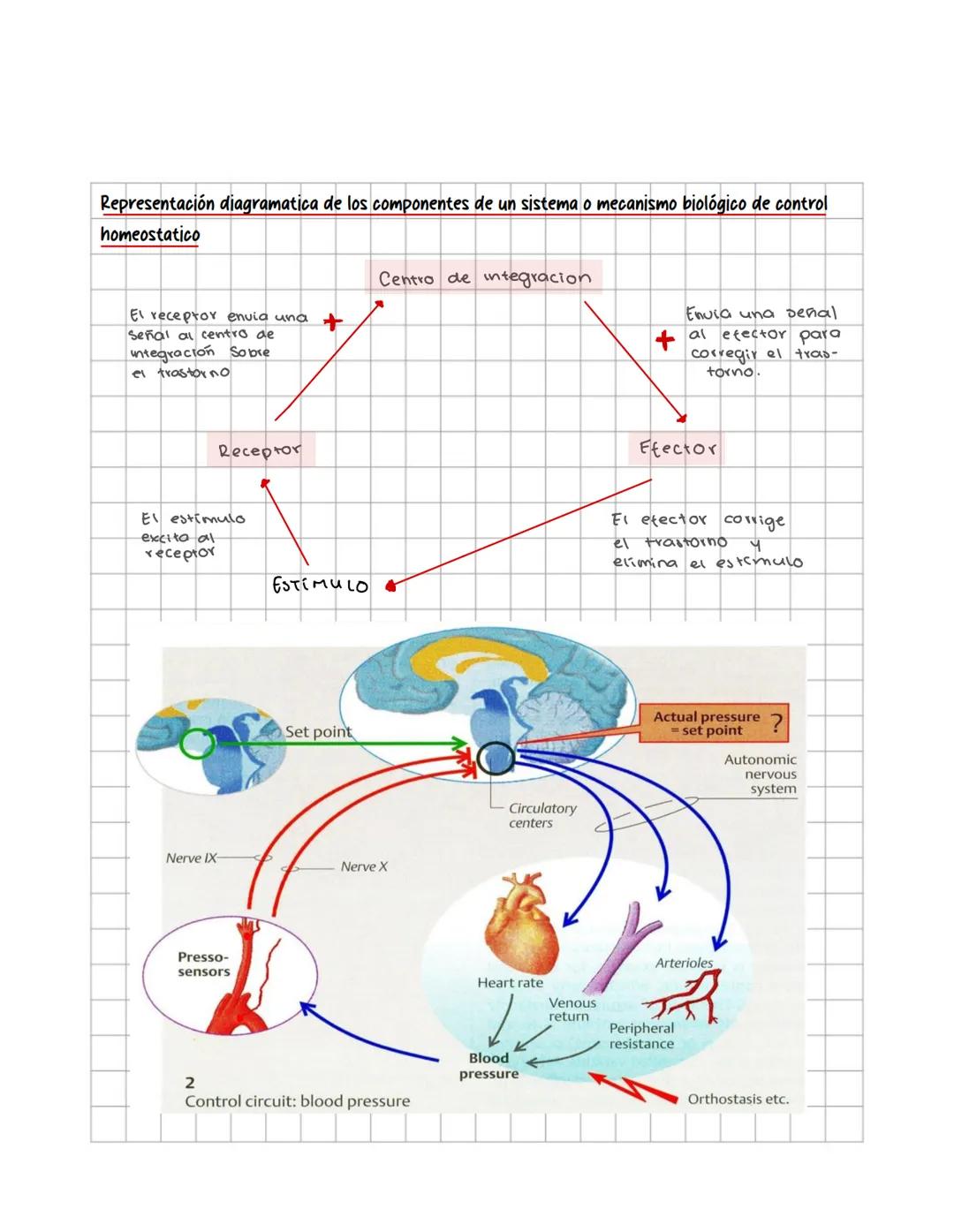 # Fisiología animal
conceptos y sistemas de regulacion
Sistemas de control homeostatico tratan de mantener el equilibrio del
medio interno
