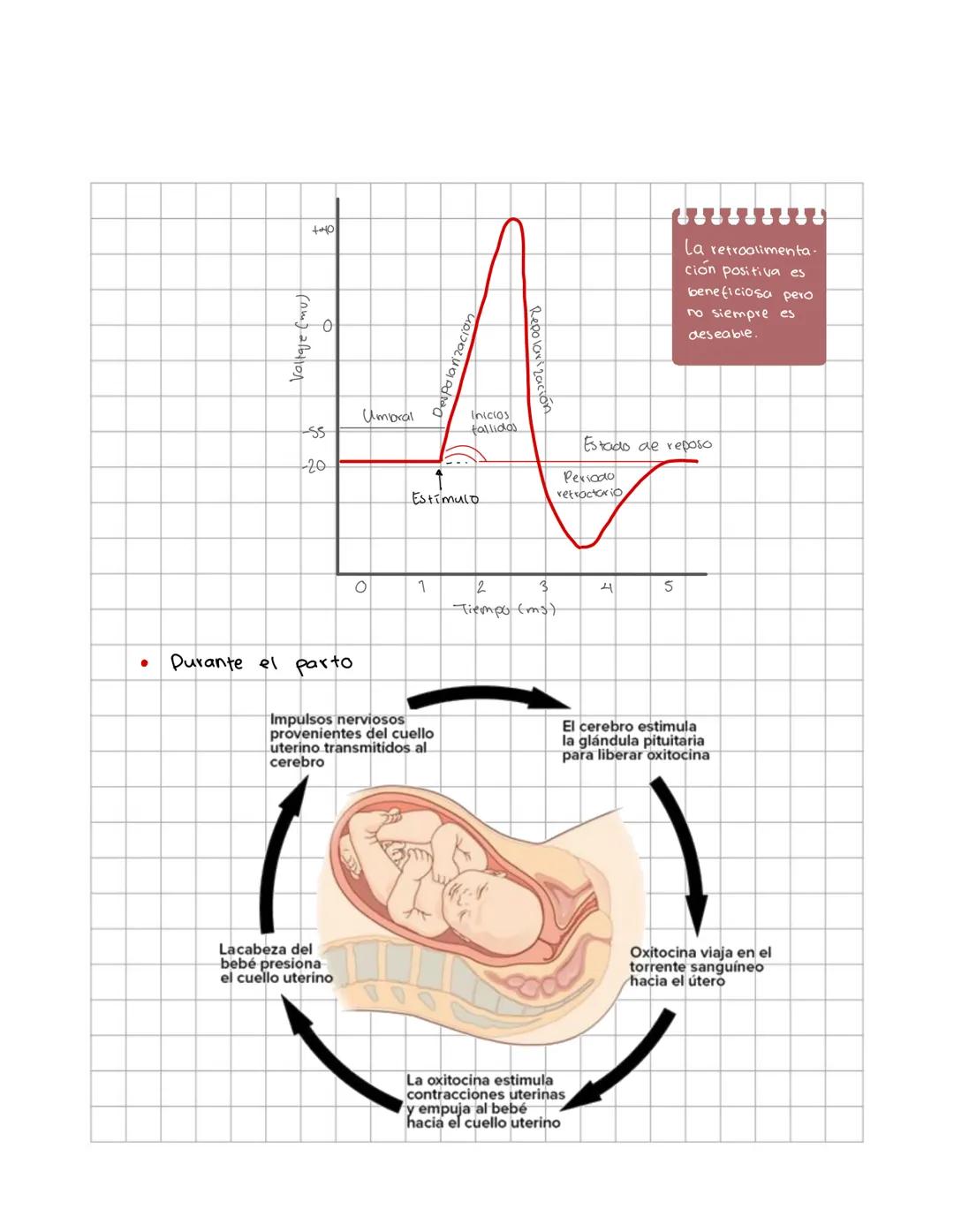 # Fisiología animal
conceptos y sistemas de regulacion
Sistemas de control homeostatico tratan de mantener el equilibrio del
medio interno