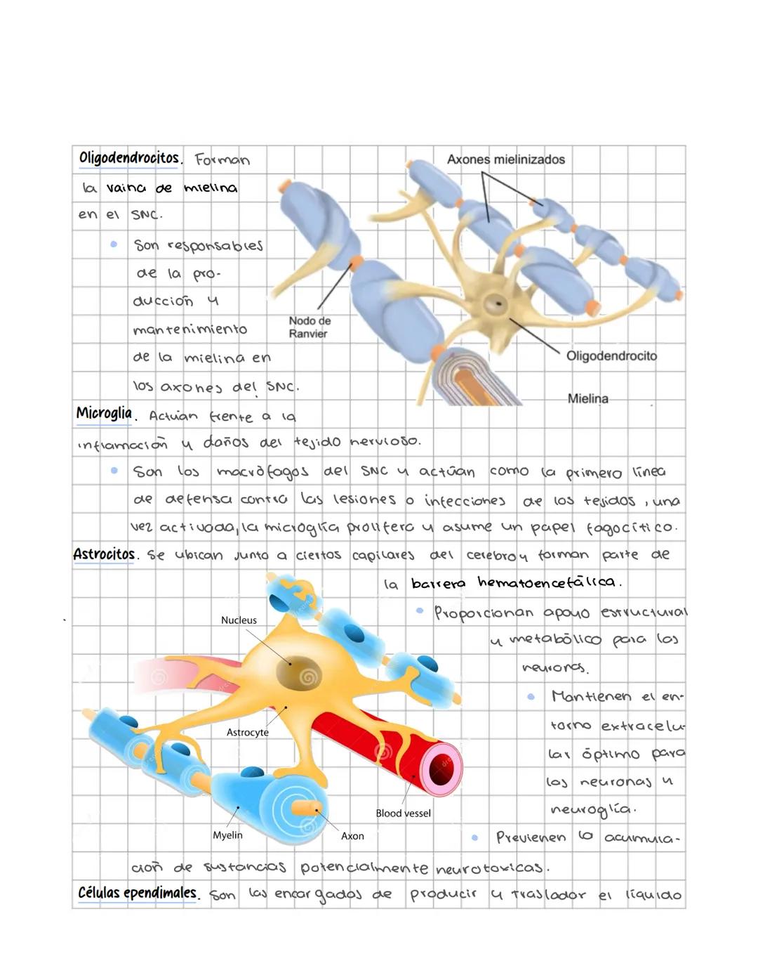 # Sistema nervioso
Sistema nervioso central
Es un sistema multicelular que comunica el medio externo con el medio in
terno, a traves de rec