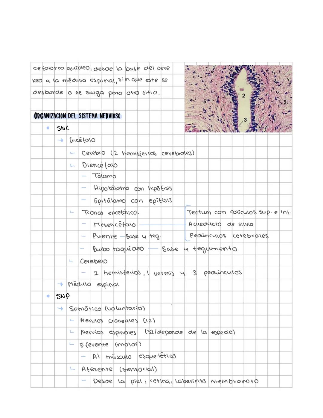 # Sistema nervioso
Sistema nervioso central
Es un sistema multicelular que comunica el medio externo con el medio in
terno, a traves de rec