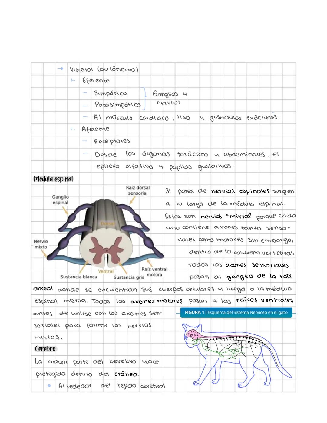 # Sistema nervioso
Sistema nervioso central
Es un sistema multicelular que comunica el medio externo con el medio in
terno, a traves de rec