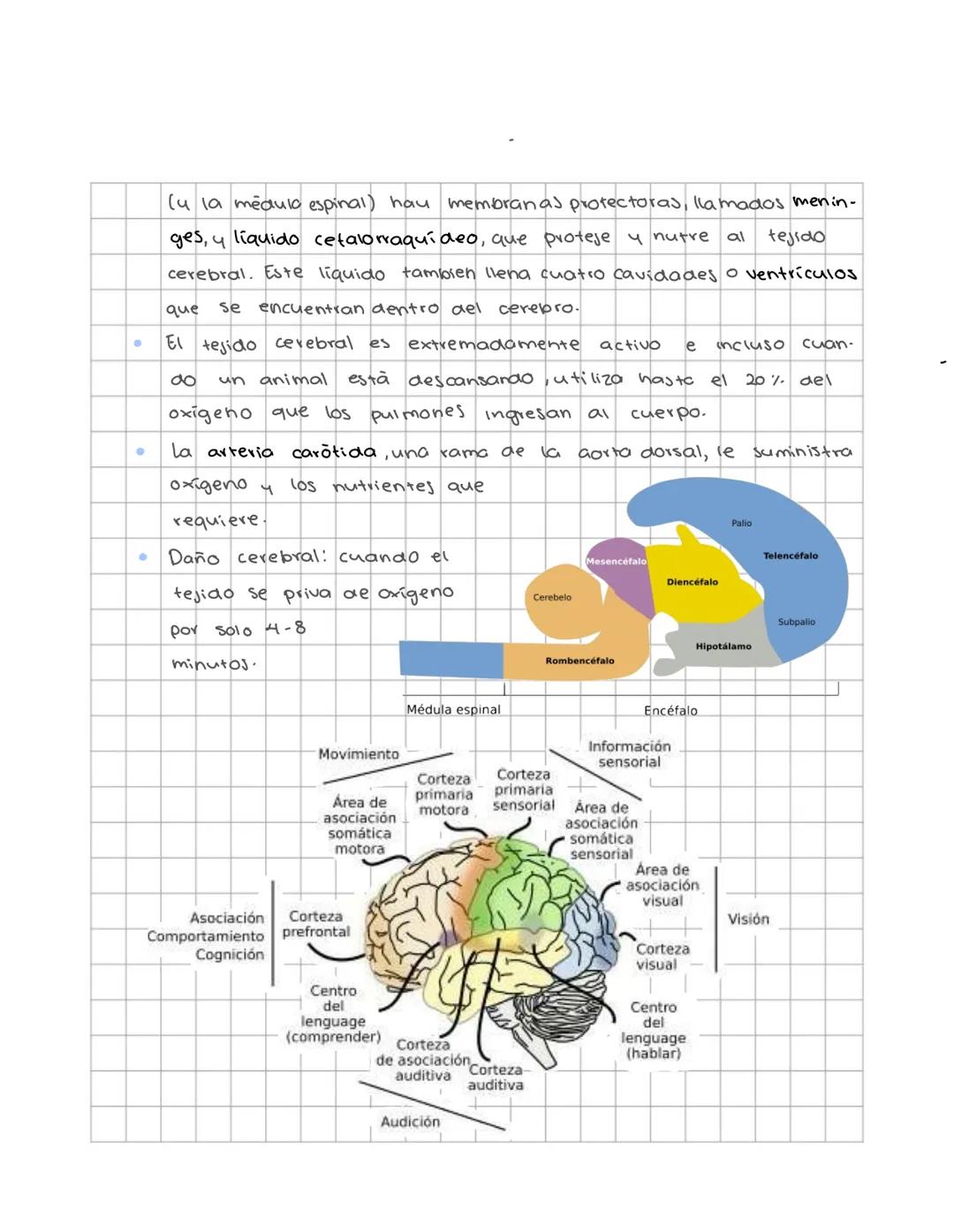 # Sistema nervioso
Sistema nervioso central
Es un sistema multicelular que comunica el medio externo con el medio in
terno, a traves de rec