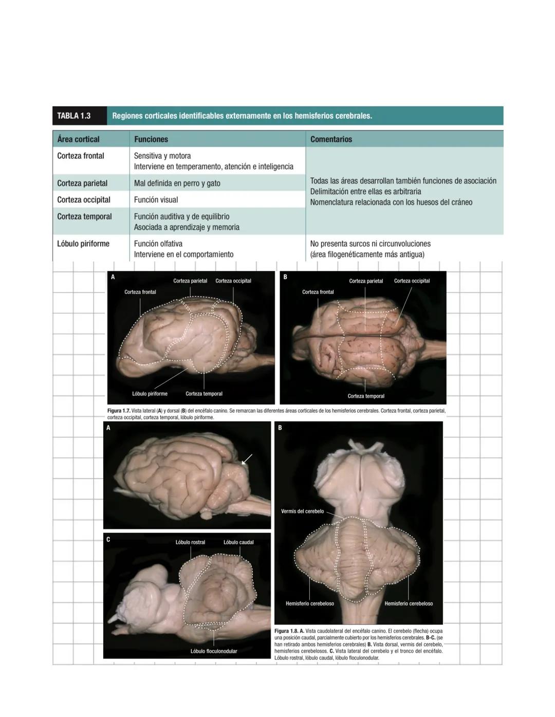 # Sistema nervioso
Sistema nervioso central
Es un sistema multicelular que comunica el medio externo con el medio in
terno, a traves de rec