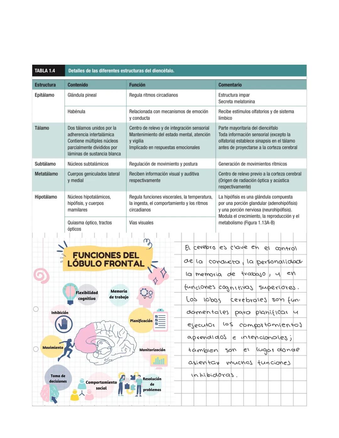 # Sistema nervioso
Sistema nervioso central
Es un sistema multicelular que comunica el medio externo con el medio in
terno, a traves de rec