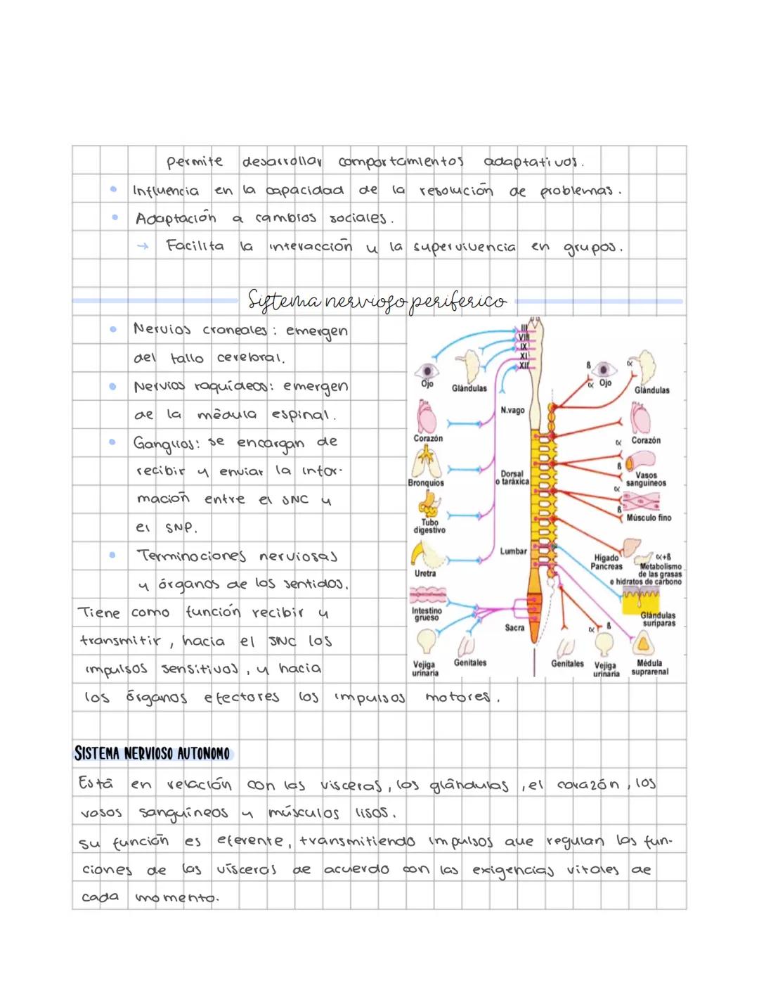 # Sistema nervioso
Sistema nervioso central
Es un sistema multicelular que comunica el medio externo con el medio in
terno, a traves de rec