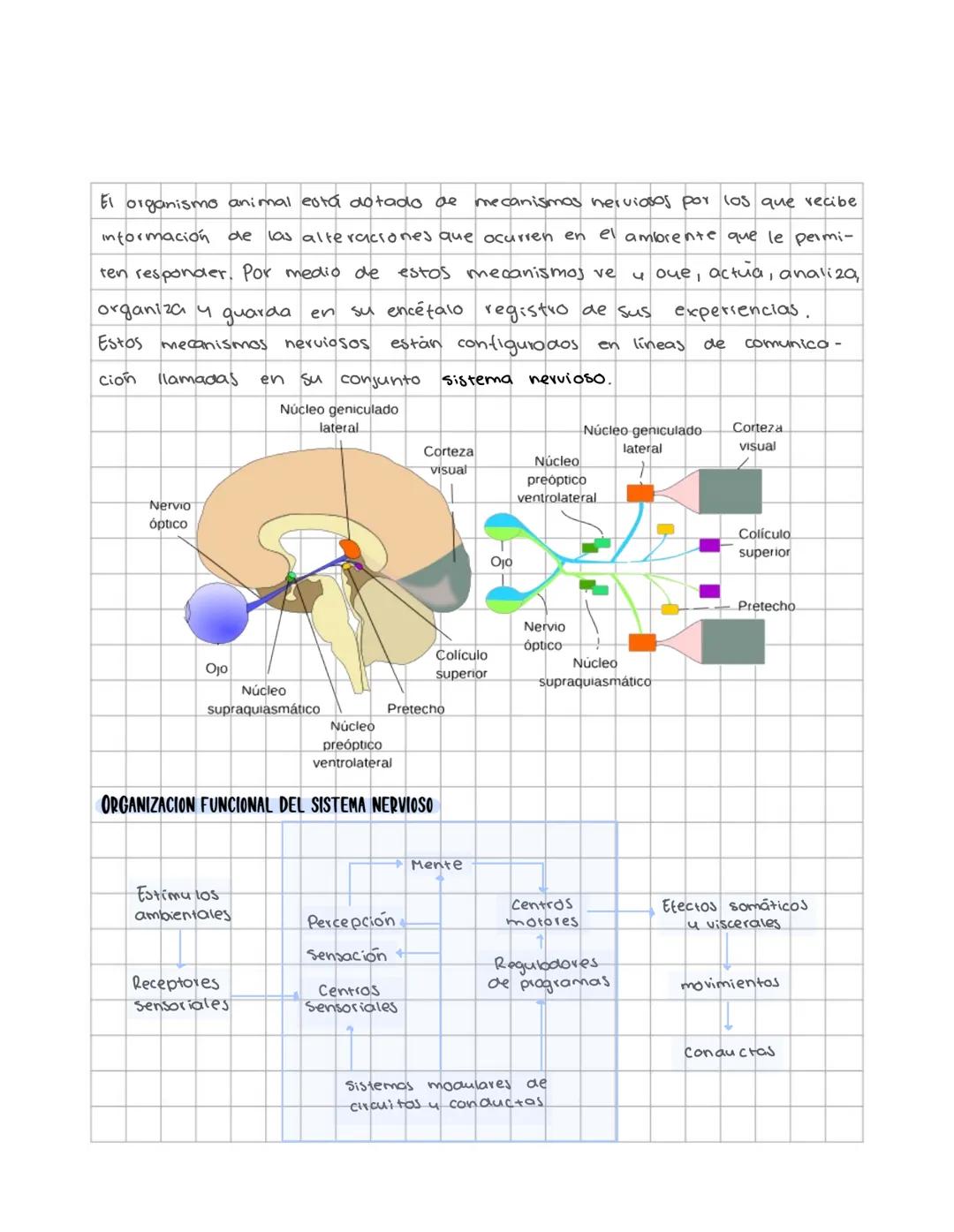 # Sistema nervioso
Sistema nervioso central
Es un sistema multicelular que comunica el medio externo con el medio in
terno, a traves de rec