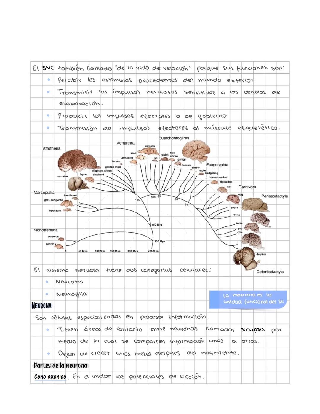 # Sistema nervioso
Sistema nervioso central
Es un sistema multicelular que comunica el medio externo con el medio in
terno, a traves de rec