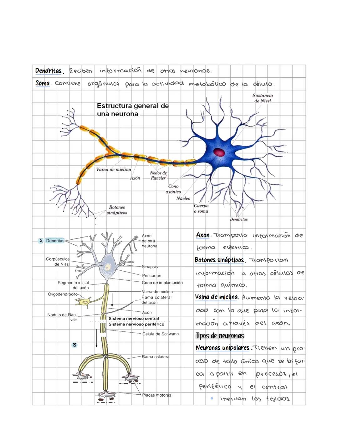 # Sistema nervioso
Sistema nervioso central
Es un sistema multicelular que comunica el medio externo con el medio in
terno, a traves de rec
