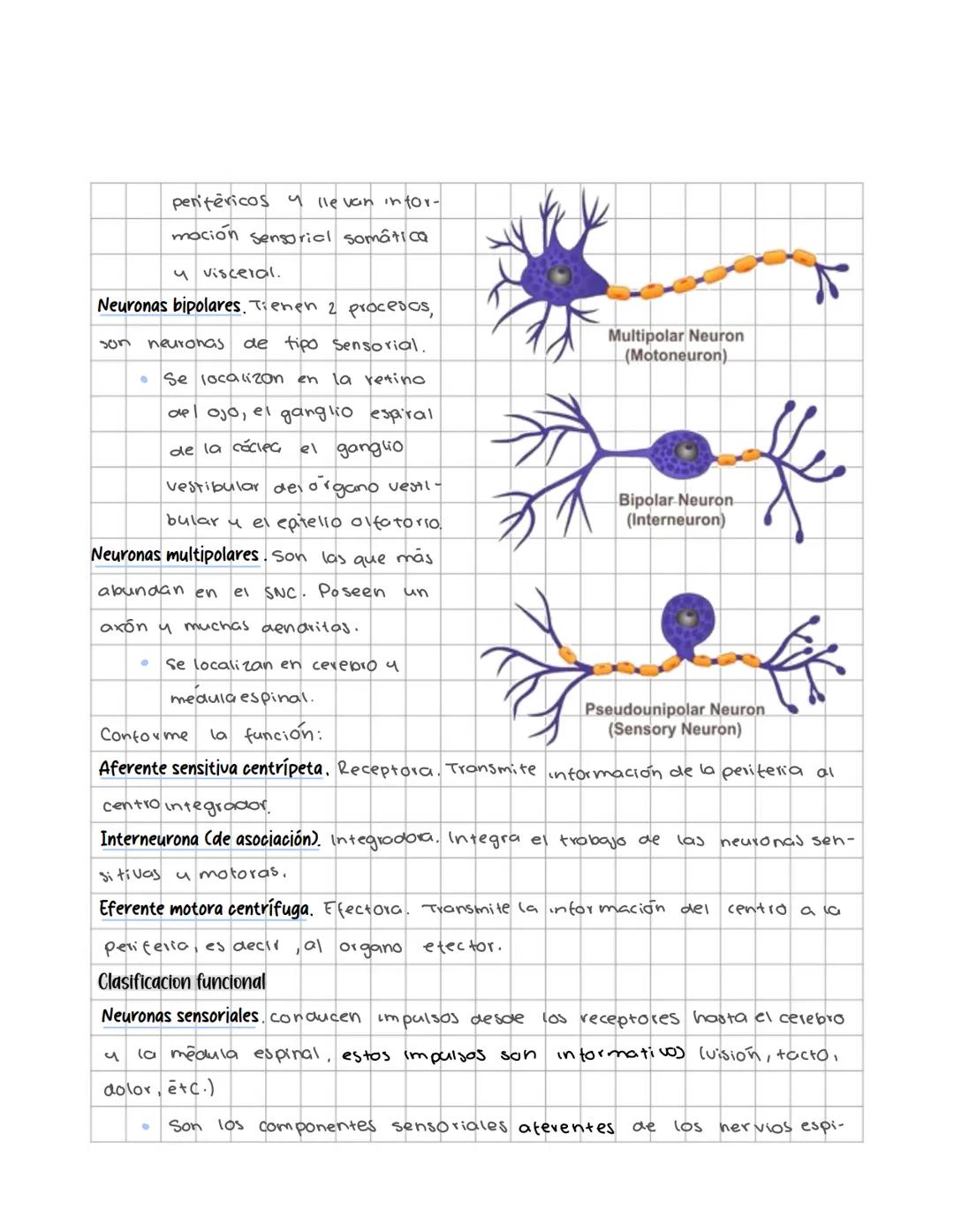 # Sistema nervioso
Sistema nervioso central
Es un sistema multicelular que comunica el medio externo con el medio in
terno, a traves de rec