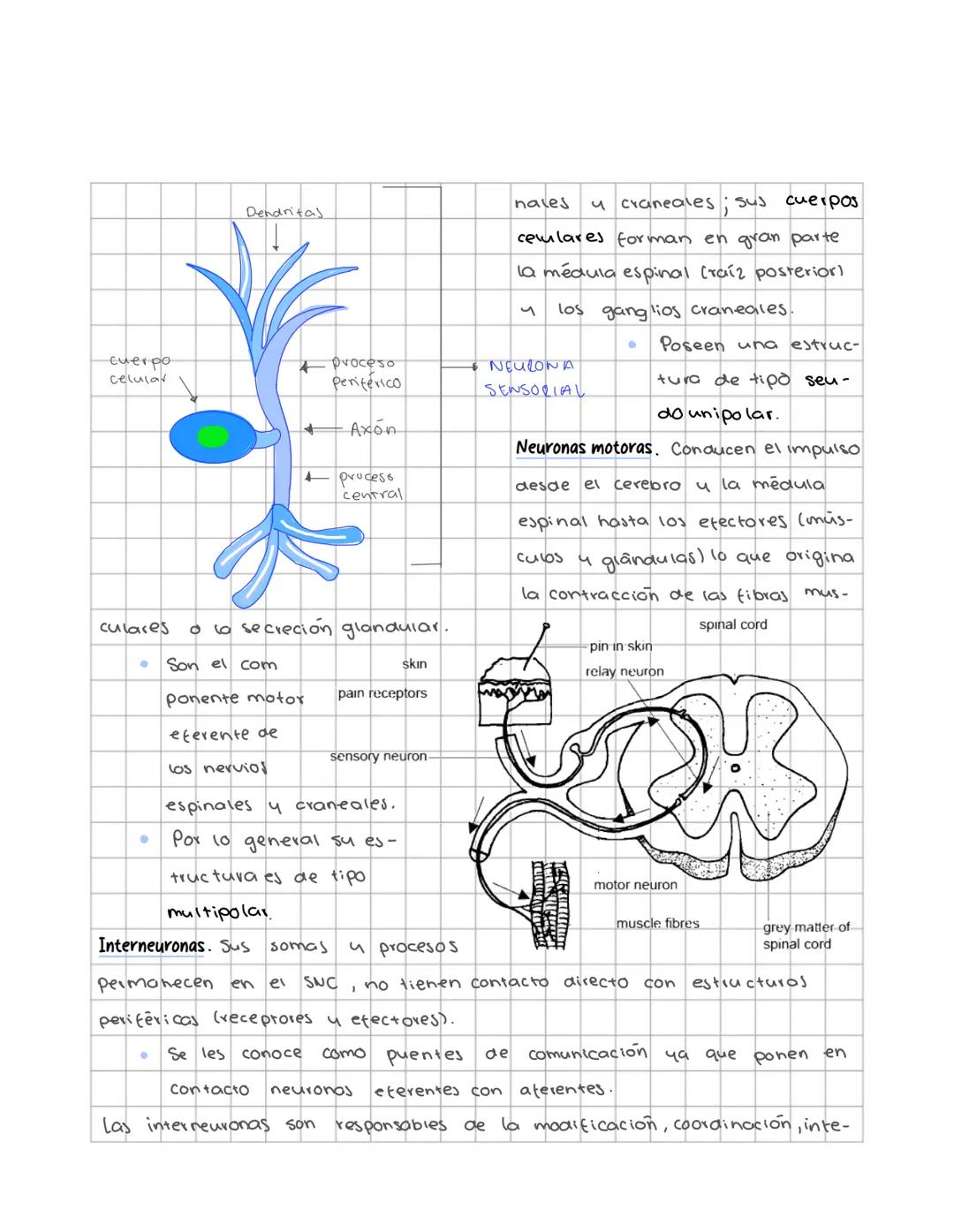 # Sistema nervioso
Sistema nervioso central
Es un sistema multicelular que comunica el medio externo con el medio in
terno, a traves de rec