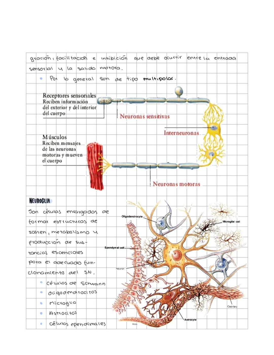 # Sistema nervioso
Sistema nervioso central
Es un sistema multicelular que comunica el medio externo con el medio in
terno, a traves de rec
