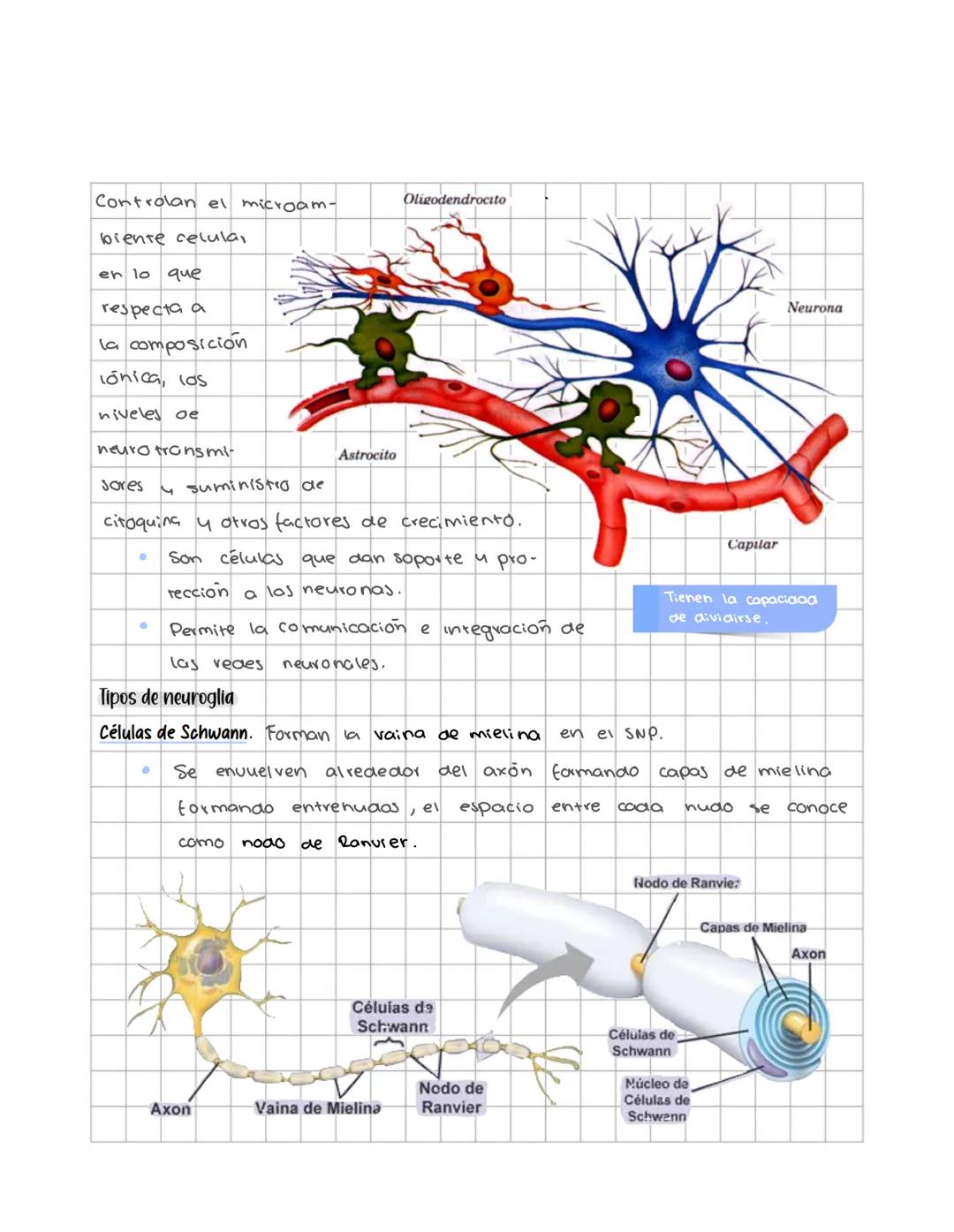 # Sistema nervioso
Sistema nervioso central
Es un sistema multicelular que comunica el medio externo con el medio in
terno, a traves de rec