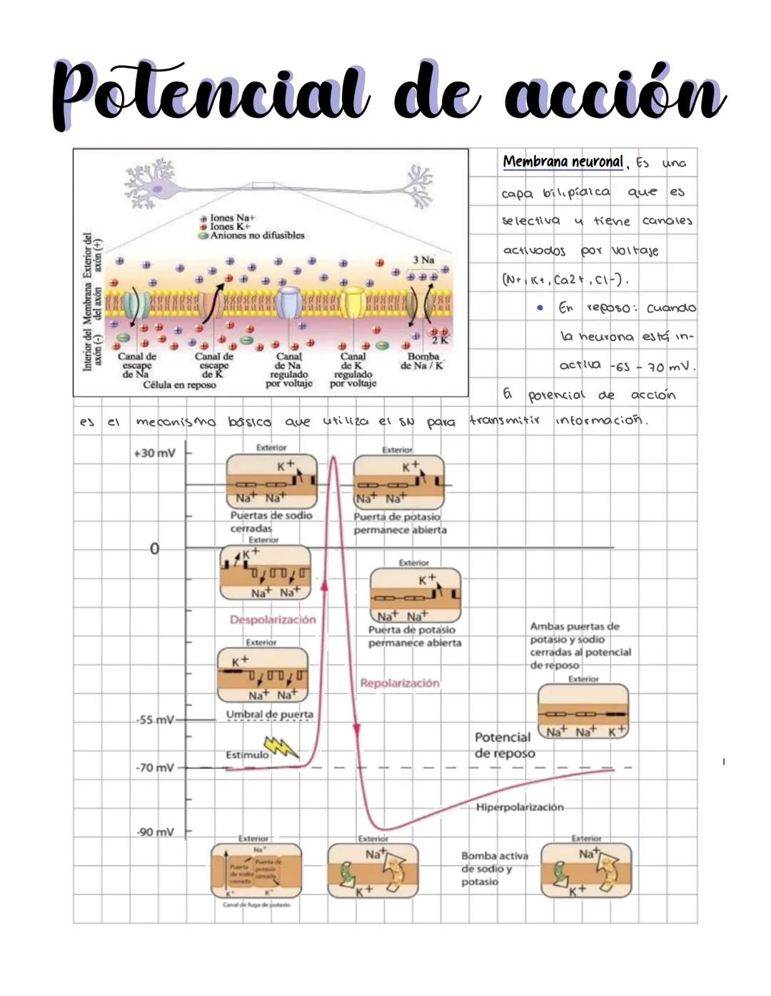 # Potencial de acción
Interior del Membrana Exterior del
axón (-) del axón axón (+)
Iones Na+
Iones K+
Aniones no difusibles
Canal de
esc