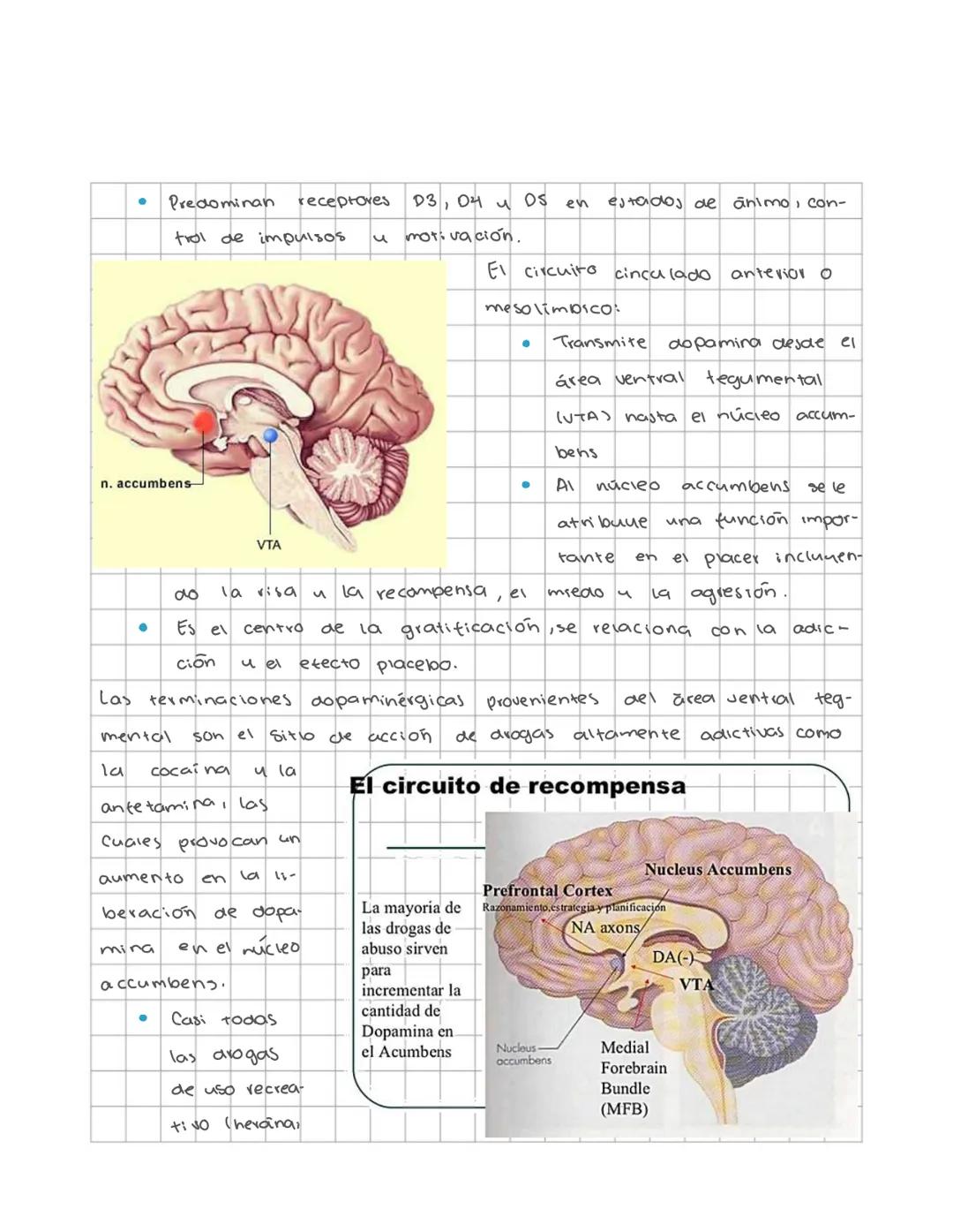 Neuronas y
neurotransmisores
CHEMICAL STRUCTURES OF NEUROTRANSMITTERS
ADRENALINE CH NO, NORADRENALINE CH, NO DOPAMINE CH NO₂
SEROTONIN CH NO