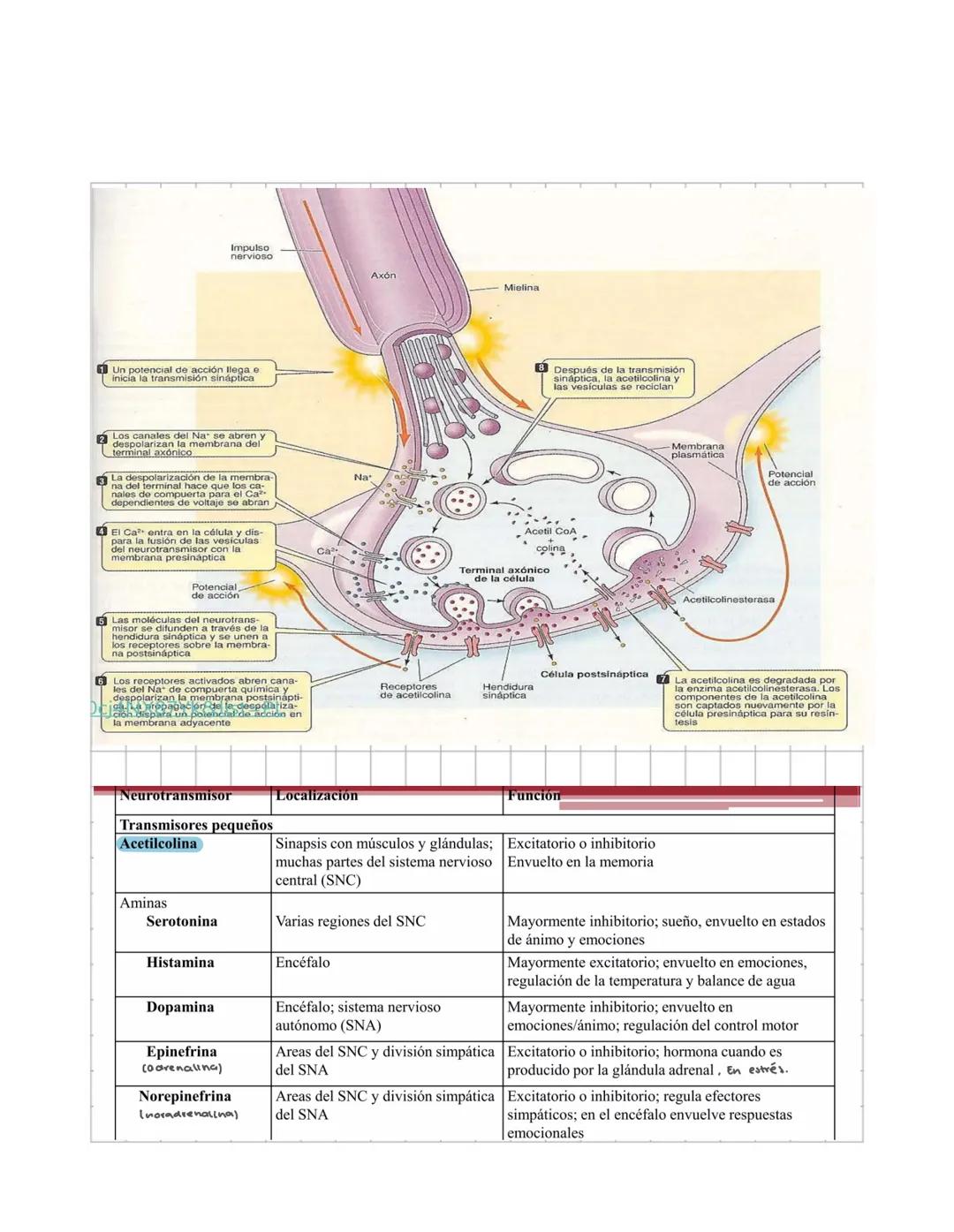 Neuronas y
neurotransmisores
CHEMICAL STRUCTURES OF NEUROTRANSMITTERS
ADRENALINE CH NO, NORADRENALINE CH, NO DOPAMINE CH NO₂
SEROTONIN CH NO