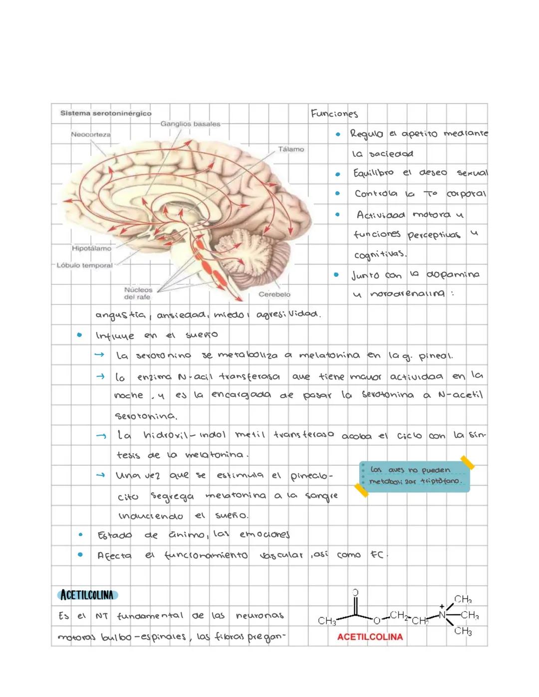 Neuronas y
neurotransmisores
CHEMICAL STRUCTURES OF NEUROTRANSMITTERS
ADRENALINE CH NO, NORADRENALINE CH, NO DOPAMINE CH NO₂
SEROTONIN CH NO