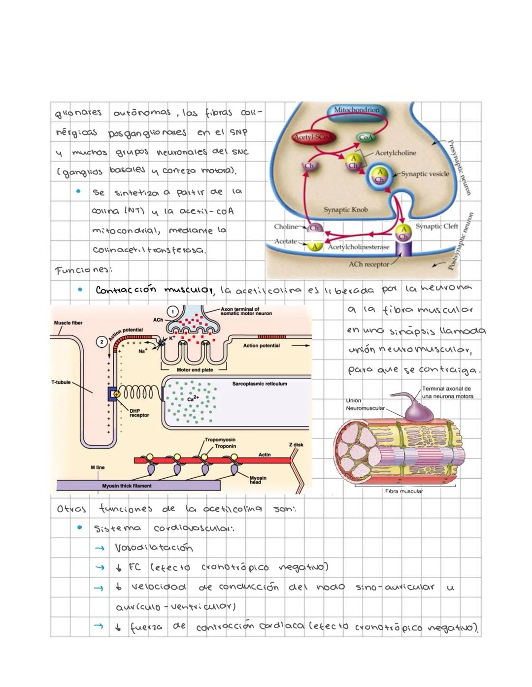 Neuronas y
neurotransmisores
CHEMICAL STRUCTURES OF NEUROTRANSMITTERS
ADRENALINE CH NO, NORADRENALINE CH, NO DOPAMINE CH NO₂
SEROTONIN CH NO