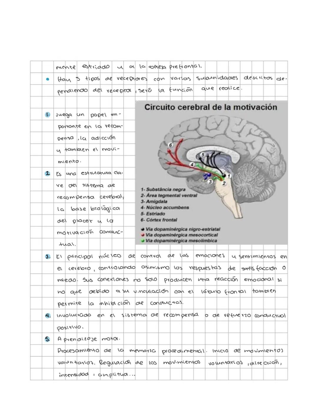 Neuronas y
neurotransmisores
CHEMICAL STRUCTURES OF NEUROTRANSMITTERS
ADRENALINE CH NO, NORADRENALINE CH, NO DOPAMINE CH NO₂
SEROTONIN CH NO
