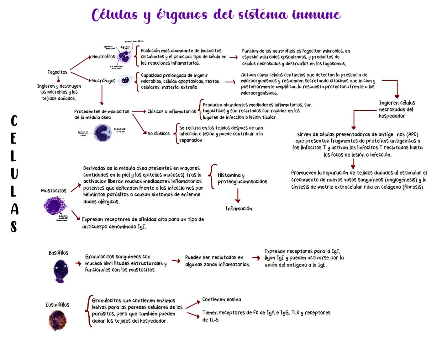 # Células y órganos del sistema inmune
Fagocitos
↓
Ingieren y destruyen
los microbios y los
tejidos dañados.
Neutrofilos
Población más ab