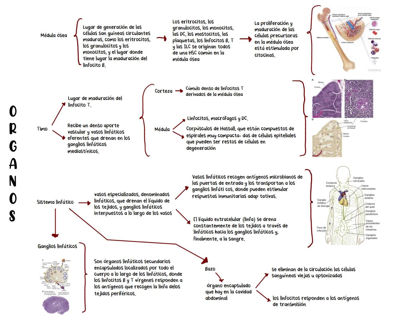 # Células y órganos del sistema inmune
Fagocitos
↓
Ingieren y destruyen
los microbios y los
tejidos dañados.
Neutrofilos
Población más ab