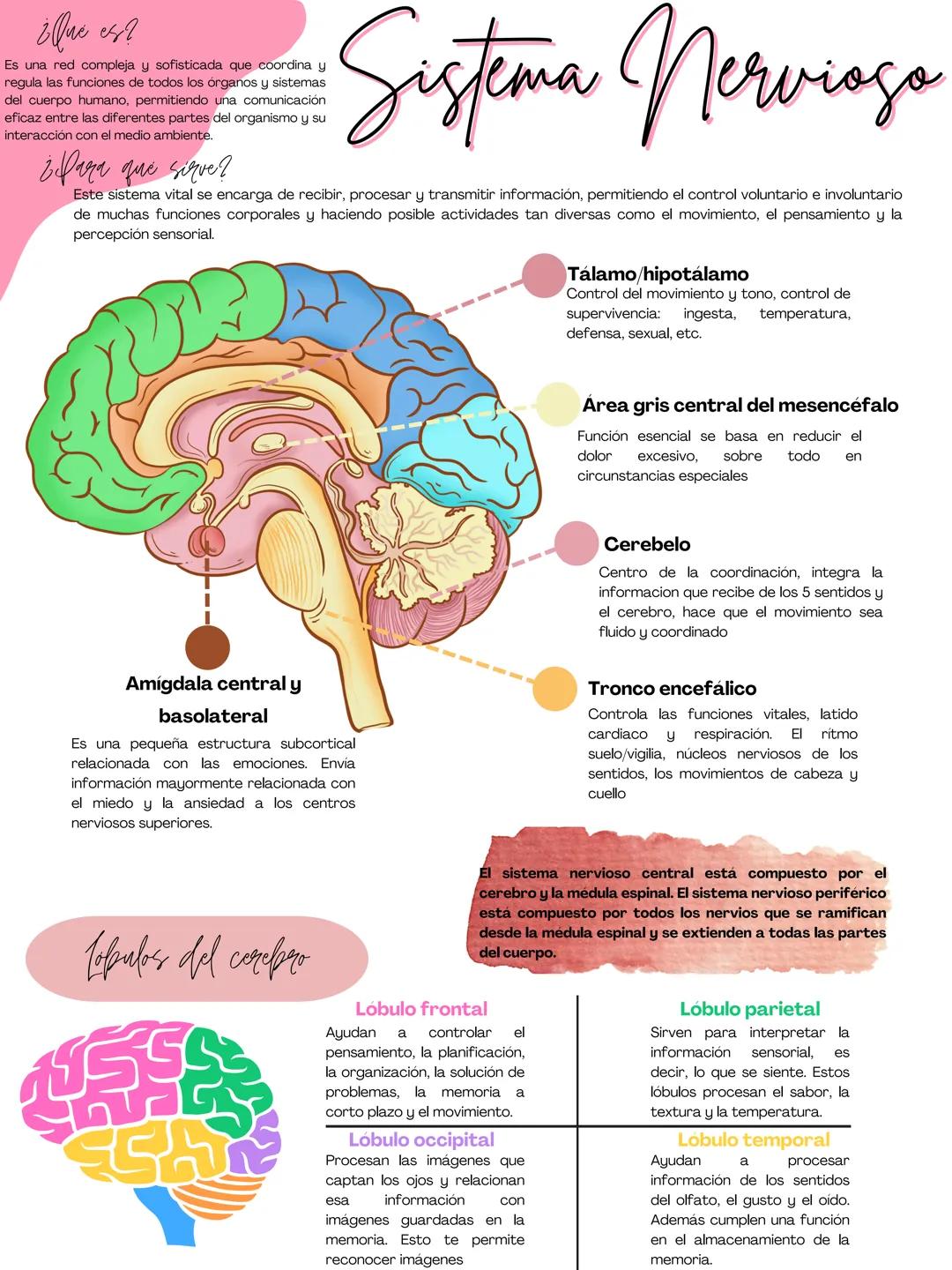 ¿Qué es?
Es una red compleja y sofisticada que coordina y
regula las funciones de todos los órganos y sistemas
del cuerpo humano, permitiend