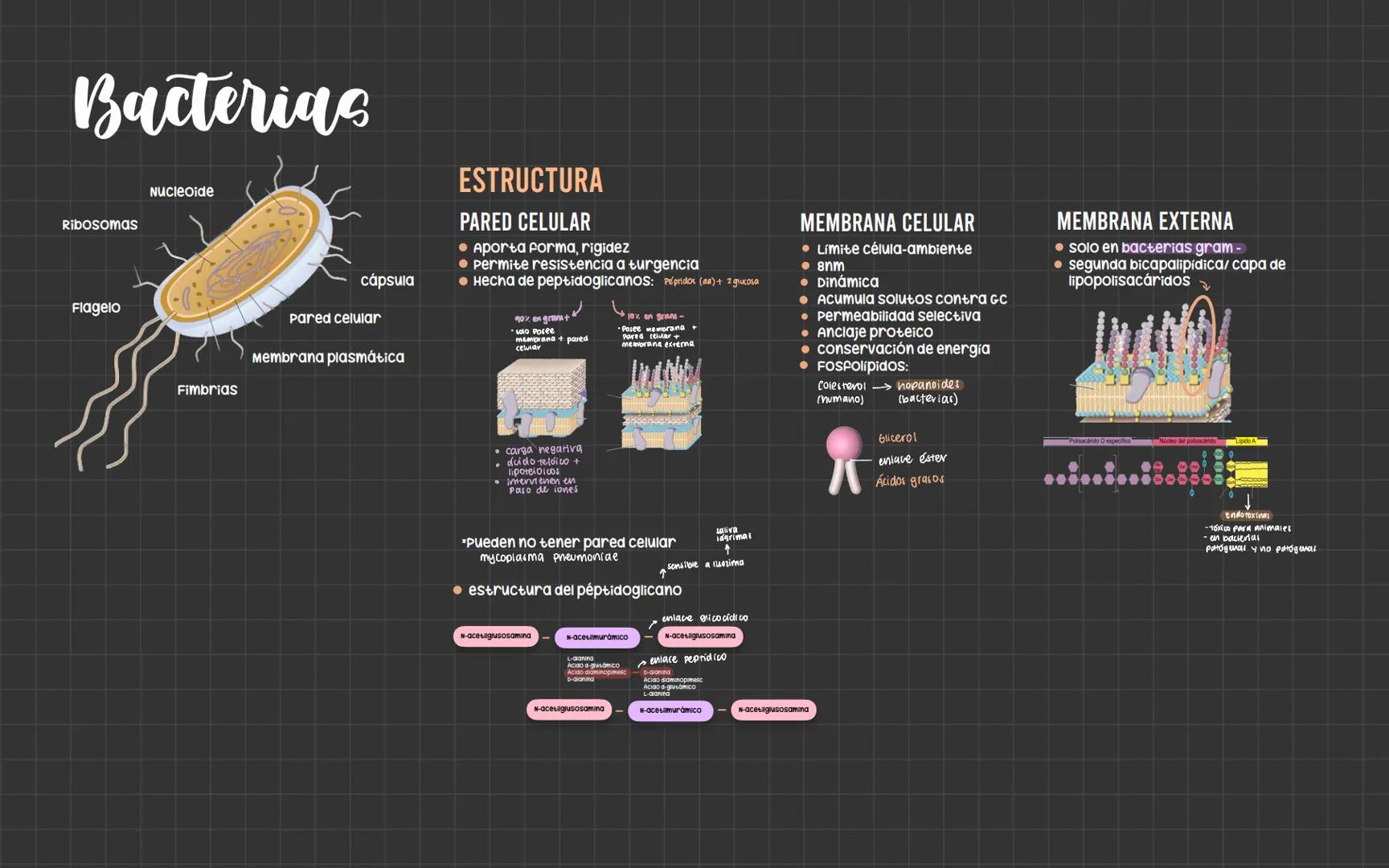 # Bacterias
Nucleoide
Ribosomas
Flagelo
cápsula
Pared celular
Membrana plasmática
Fimbrias
ESTRUCTURA
PARED CELULAR
• Aporta forma