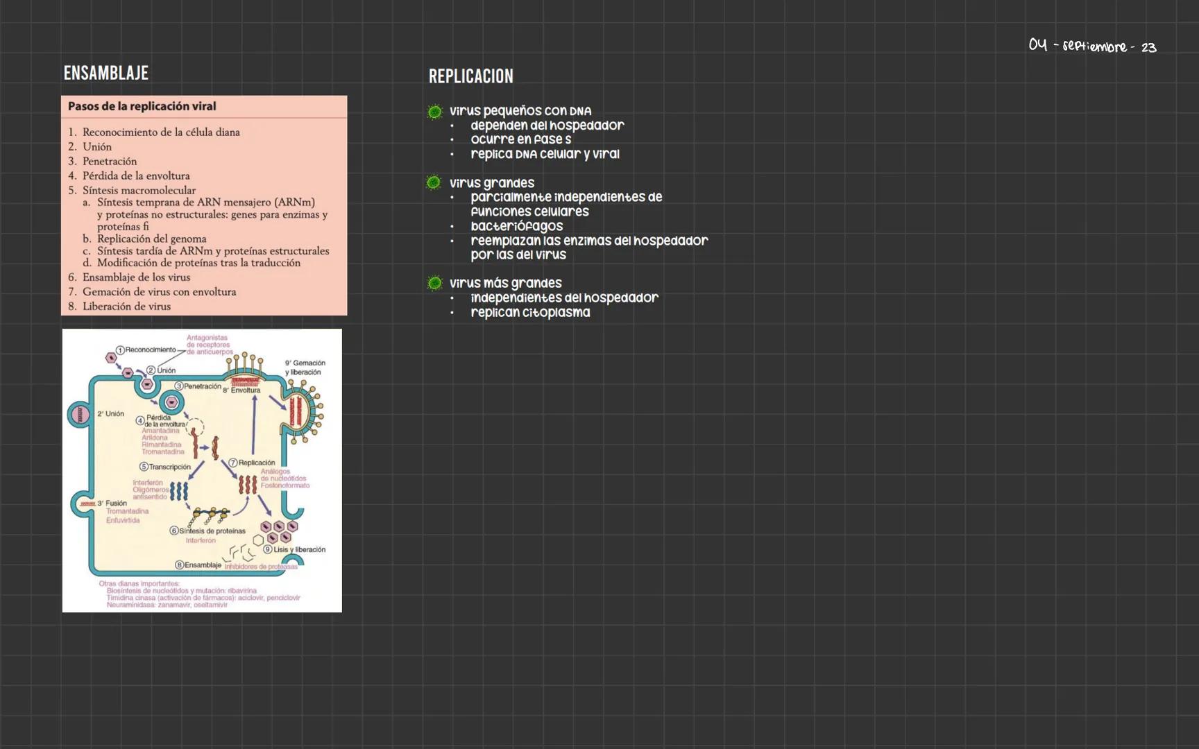 # Bacterias
Nucleoide
Ribosomas
Flagelo
cápsula
Pared celular
Membrana plasmática
Fimbrias
ESTRUCTURA
PARED CELULAR
• Aporta forma