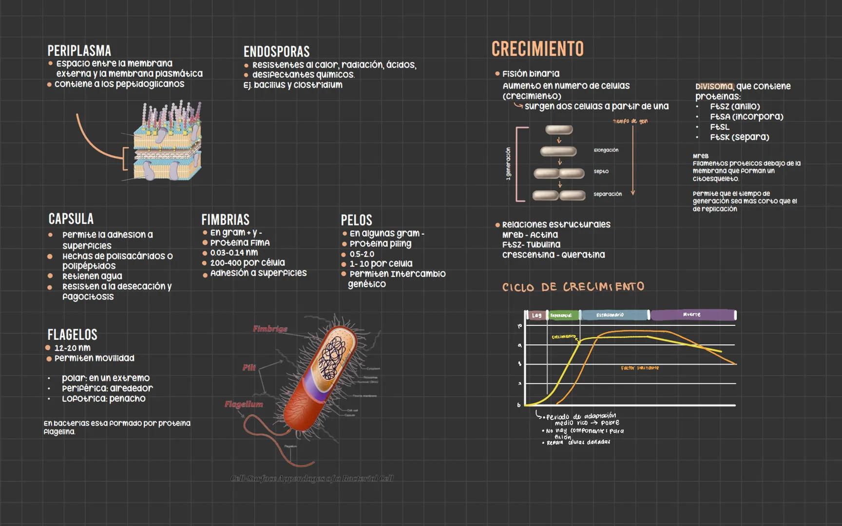 # Bacterias
Nucleoide
Ribosomas
Flagelo
cápsula
Pared celular
Membrana plasmática
Fimbrias
ESTRUCTURA
PARED CELULAR
• Aporta forma