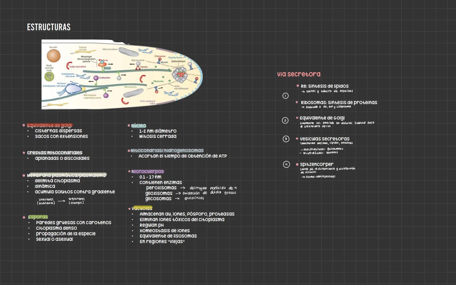 # Bacterias
Nucleoide
Ribosomas
Flagelo
cápsula
Pared celular
Membrana plasmática
Fimbrias
ESTRUCTURA
PARED CELULAR
• Aporta forma