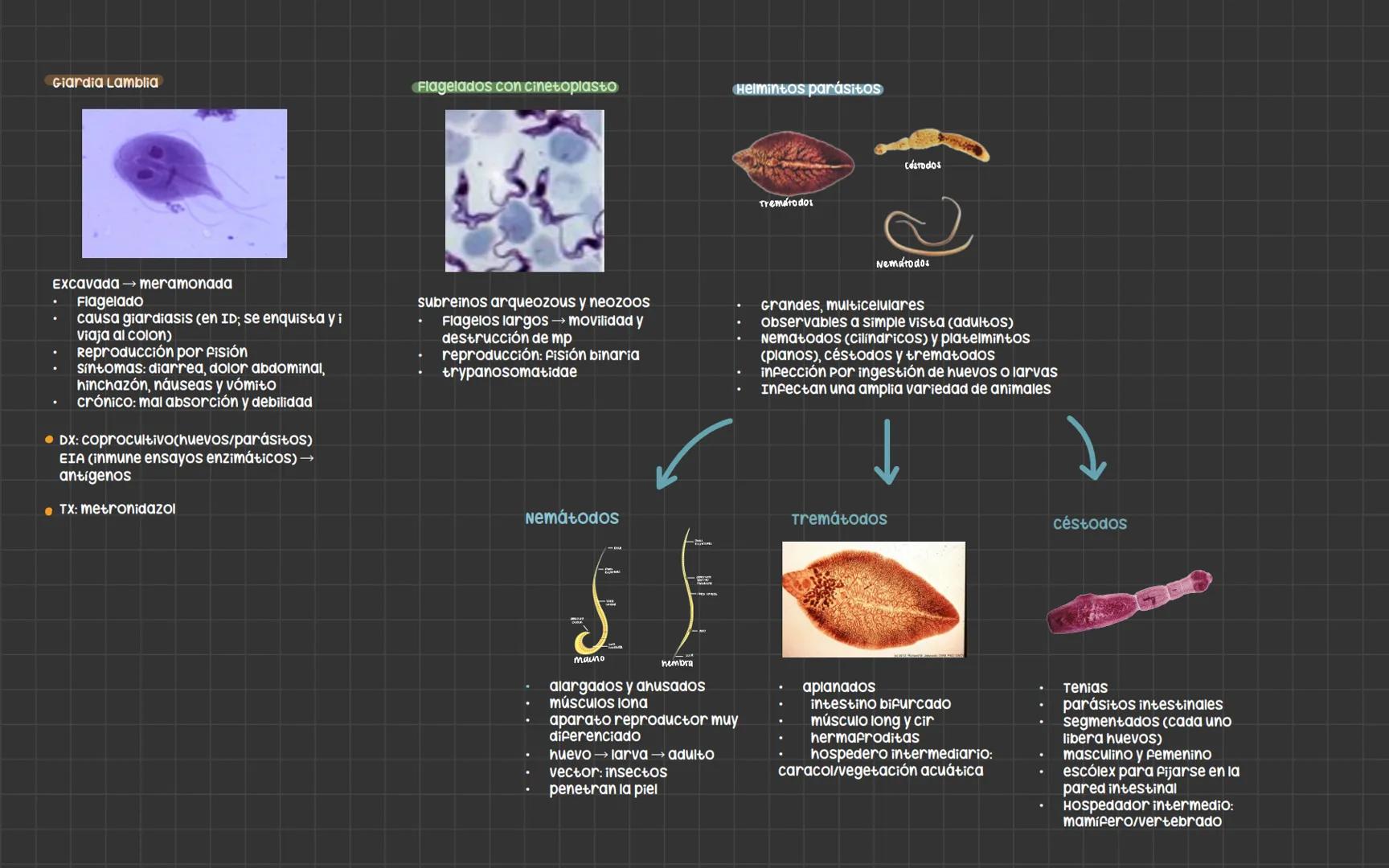 # Bacterias
Nucleoide
Ribosomas
Flagelo
cápsula
Pared celular
Membrana plasmática
Fimbrias
ESTRUCTURA
PARED CELULAR
• Aporta forma