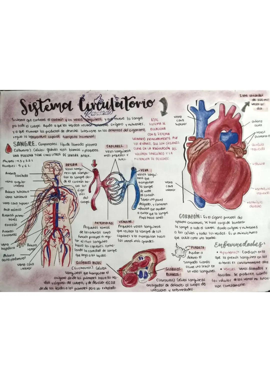 ```markdown
Sistema Circulatorio
ESTE
Sistema que contiene el corazón y los vasos sanguineos, y que mueve la sangre SISTEMA SE
por todo el