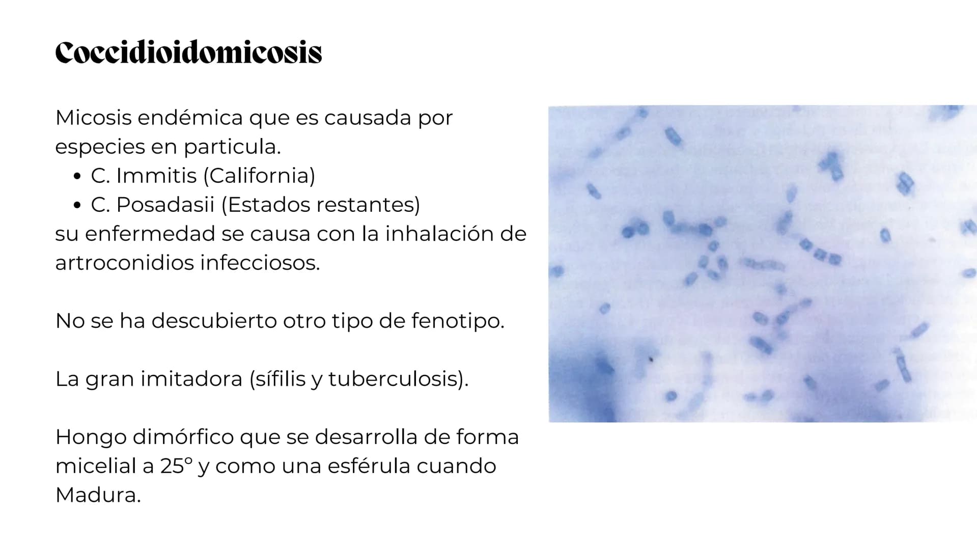 UNIVERSIDAD
POTOSINA
# Micosis Sistemáticas
Causadas por hongos dimórficos
Por Alejandro Cortez Y Julio
Meléndez Nava
Octubre 2024 # Hong