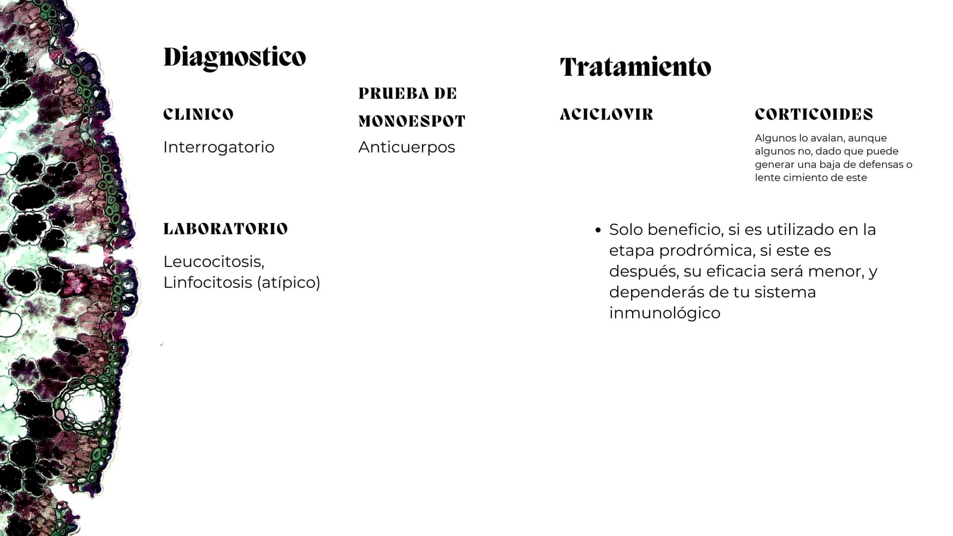 UNIVERSIDAD
POTOSINA
# Virus del herpes
Patogenia, transmision y manifestaciones
clínicas del herpes
Por Alejandro Cortez y
Julio Melénde