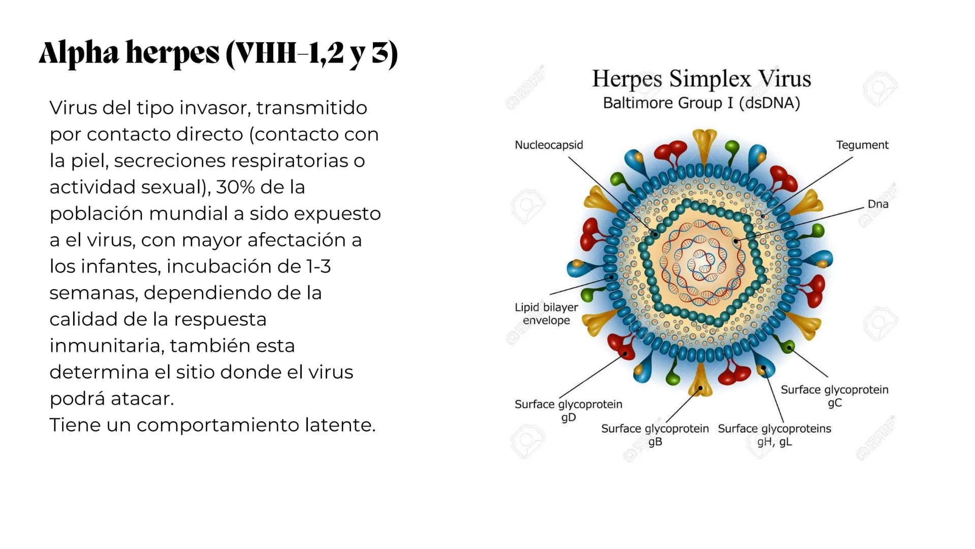 UNIVERSIDAD
POTOSINA
# Virus del herpes
Patogenia, transmision y manifestaciones
clínicas del herpes
Por Alejandro Cortez y
Julio Melénde