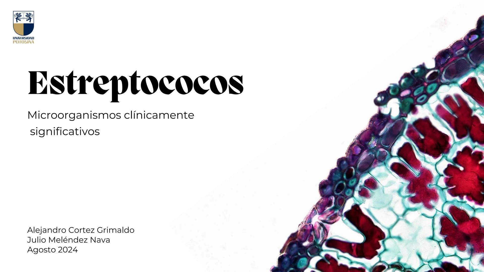 # Estreptococos
Microorganismos clínicamente
significativos
Alejandro Cortez Grimaldo
Julio Meléndez Nava
Agosto 2024 # Introducción
*