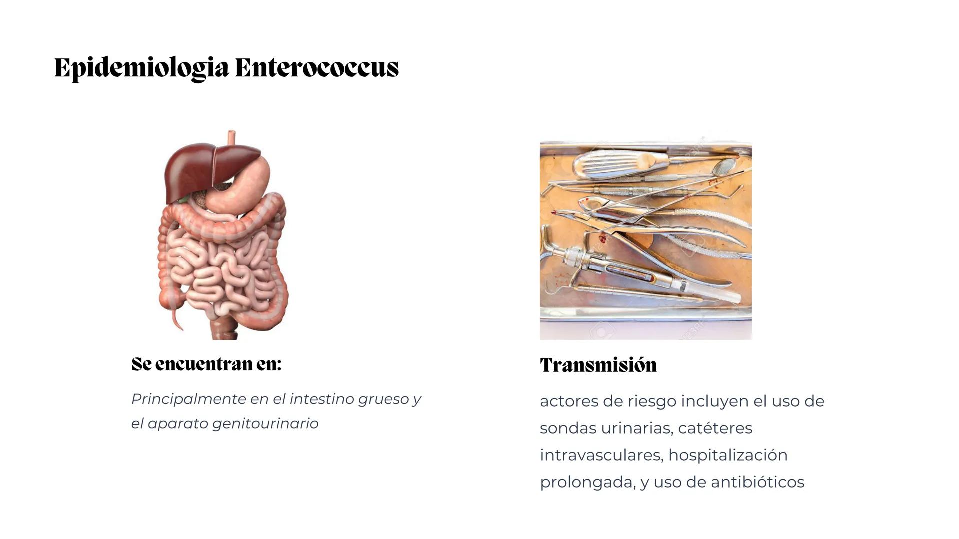 # Estreptococos
Microorganismos clínicamente
significativos
Alejandro Cortez Grimaldo
Julio Meléndez Nava
Agosto 2024 # Introducción
*