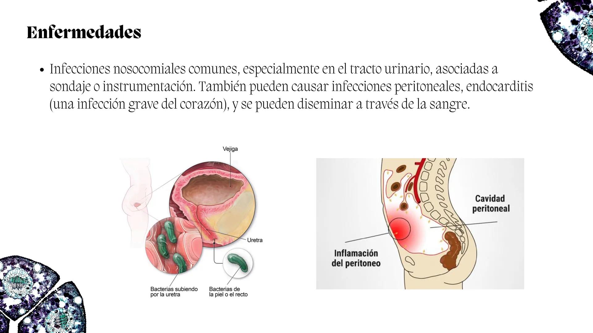 # Estreptococos
Microorganismos clínicamente
significativos
Alejandro Cortez Grimaldo
Julio Meléndez Nava
Agosto 2024 # Introducción
*