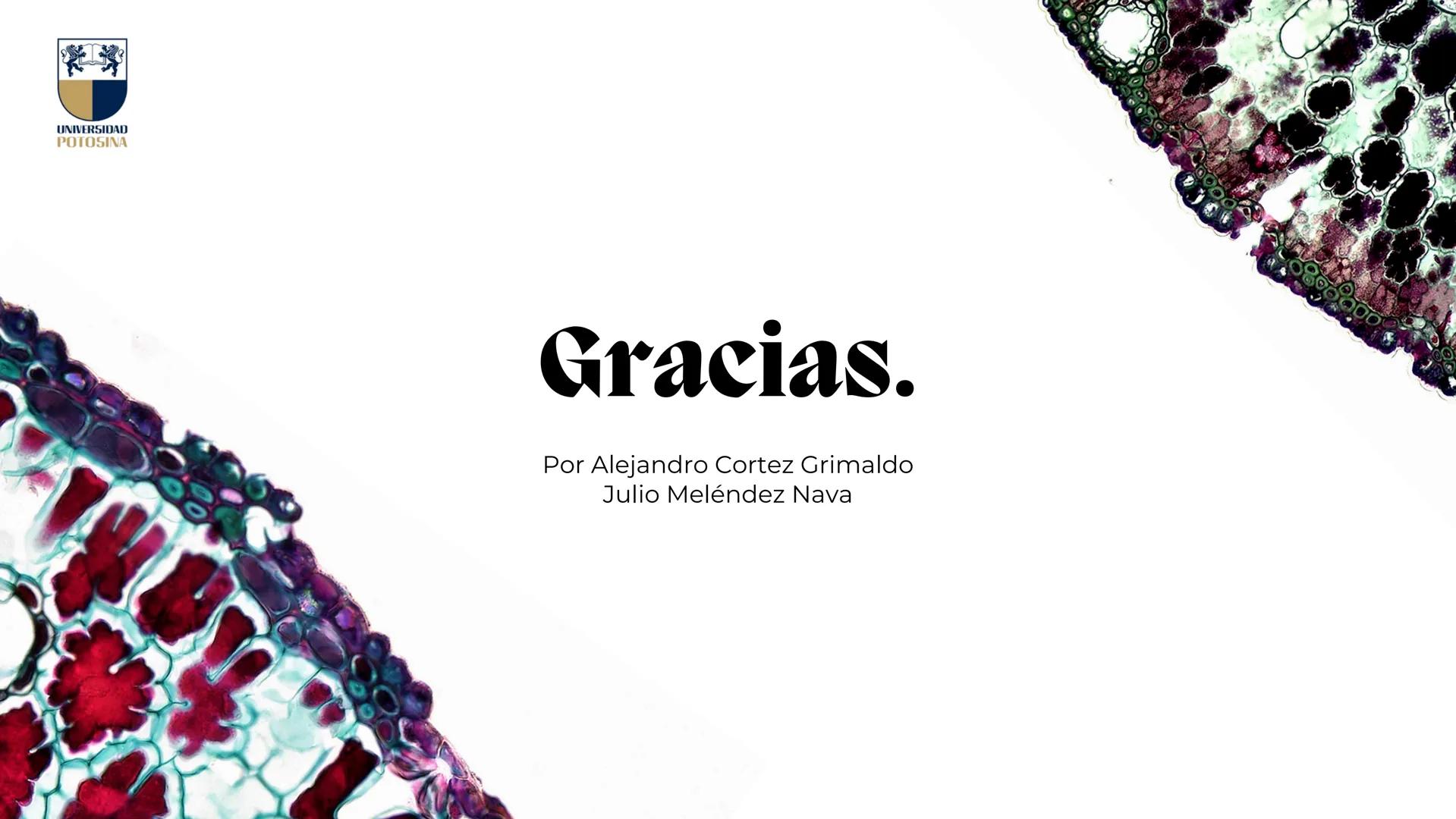 # Estreptococos
Microorganismos clínicamente
significativos
Alejandro Cortez Grimaldo
Julio Meléndez Nava
Agosto 2024 # Introducción
*