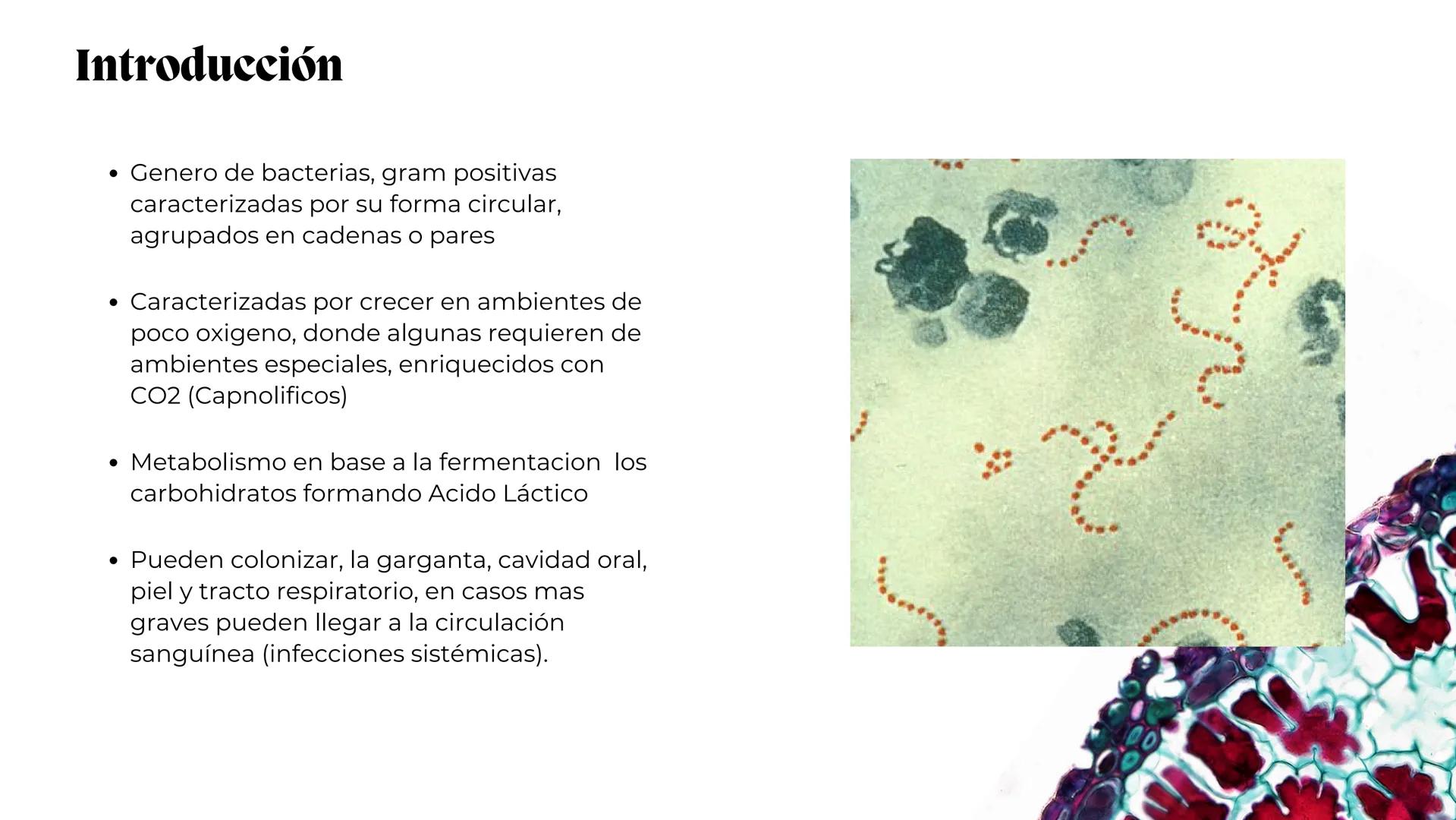 # Estreptococos
Microorganismos clínicamente
significativos
Alejandro Cortez Grimaldo
Julio Meléndez Nava
Agosto 2024 # Introducción
*