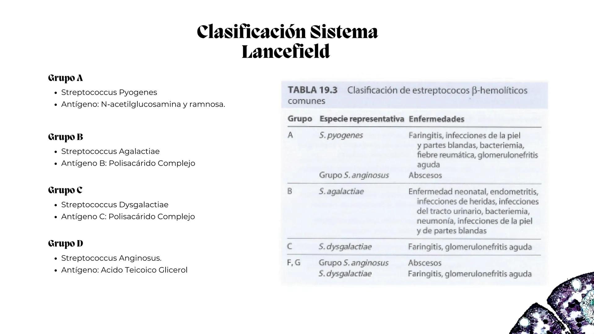 # Estreptococos
Microorganismos clínicamente
significativos
Alejandro Cortez Grimaldo
Julio Meléndez Nava
Agosto 2024 # Introducción
*