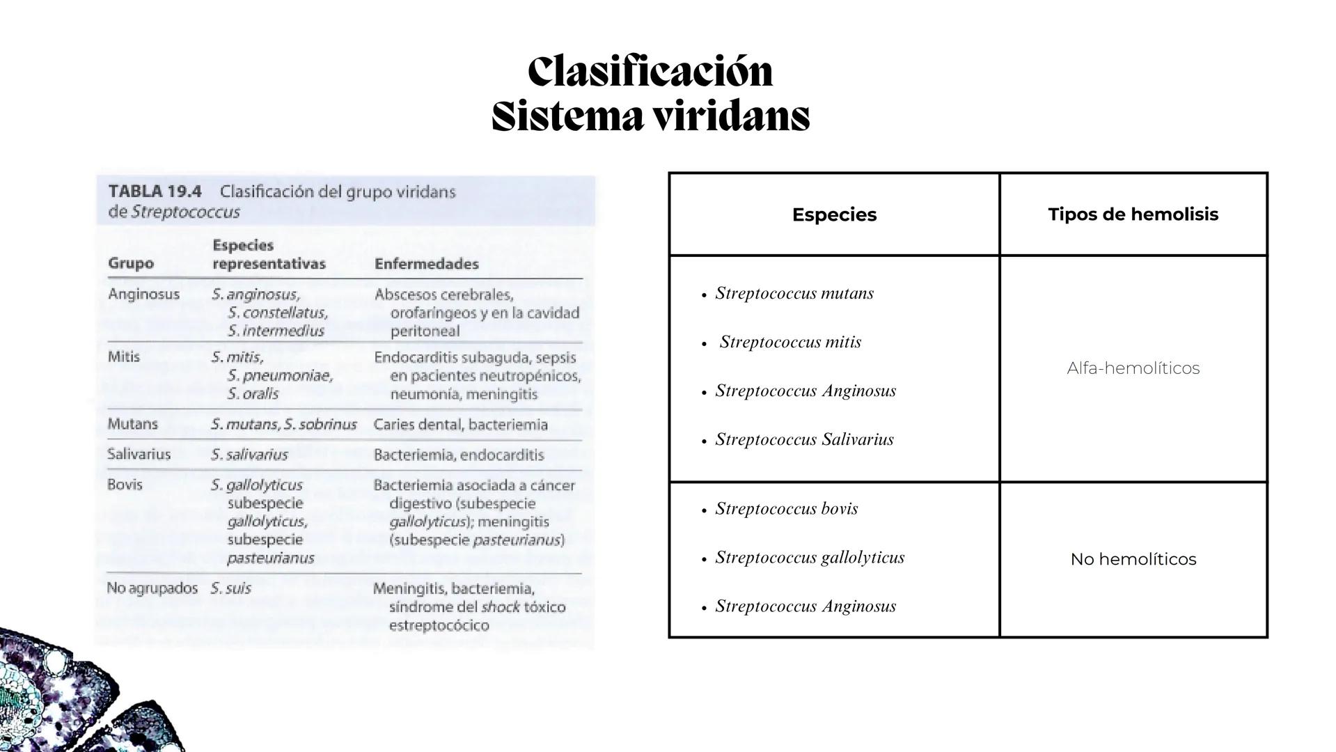 # Estreptococos
Microorganismos clínicamente
significativos
Alejandro Cortez Grimaldo
Julio Meléndez Nava
Agosto 2024 # Introducción
*