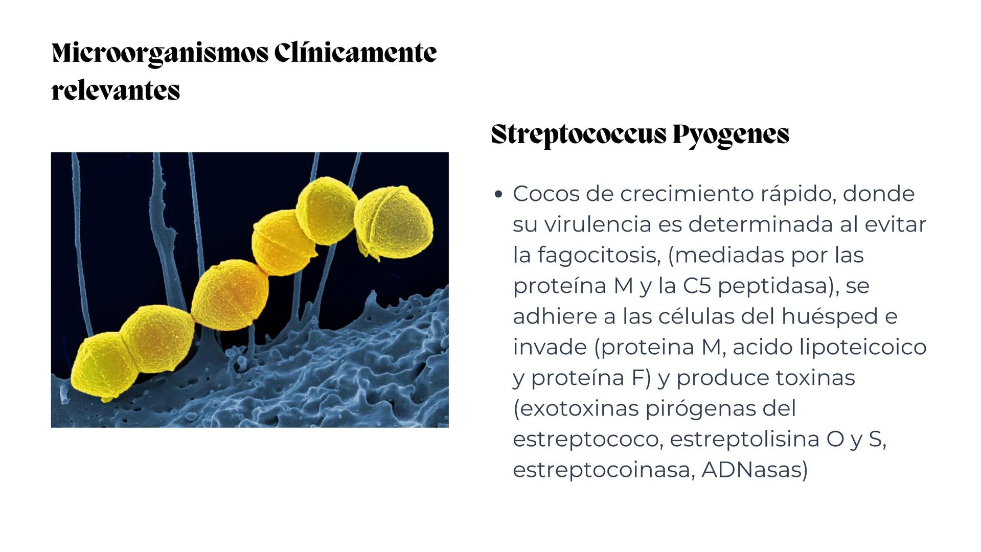 # Estreptococos
Microorganismos clínicamente
significativos
Alejandro Cortez Grimaldo
Julio Meléndez Nava
Agosto 2024 # Introducción
*