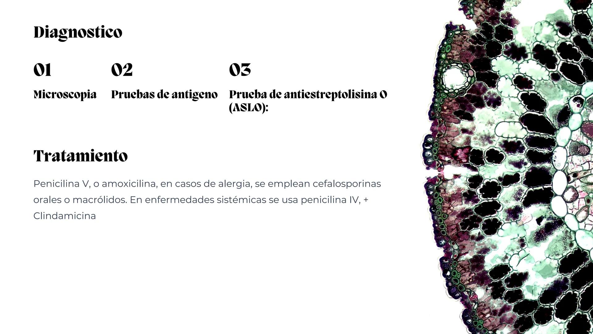 # Estreptococos
Microorganismos clínicamente
significativos
Alejandro Cortez Grimaldo
Julio Meléndez Nava
Agosto 2024 # Introducción
*