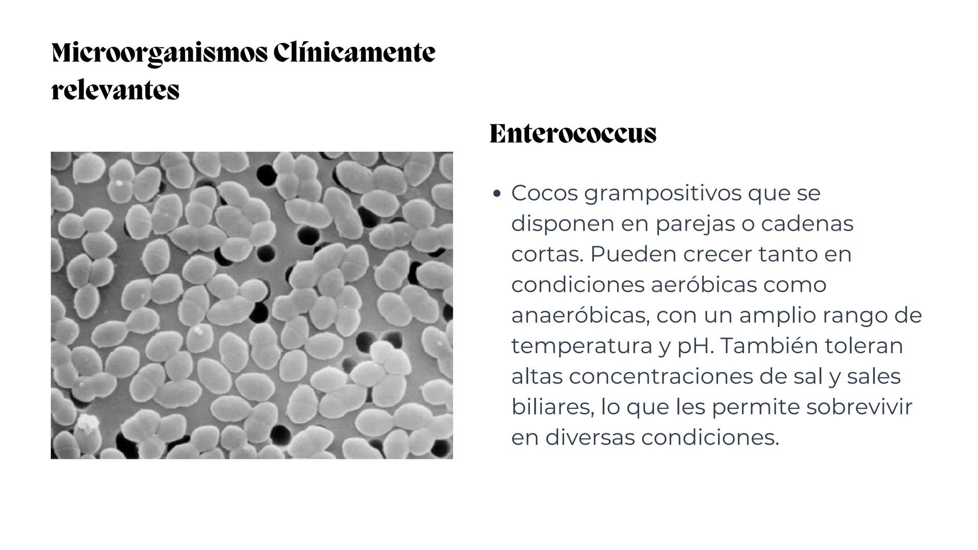 # Estreptococos
Microorganismos clínicamente
significativos
Alejandro Cortez Grimaldo
Julio Meléndez Nava
Agosto 2024 # Introducción
*