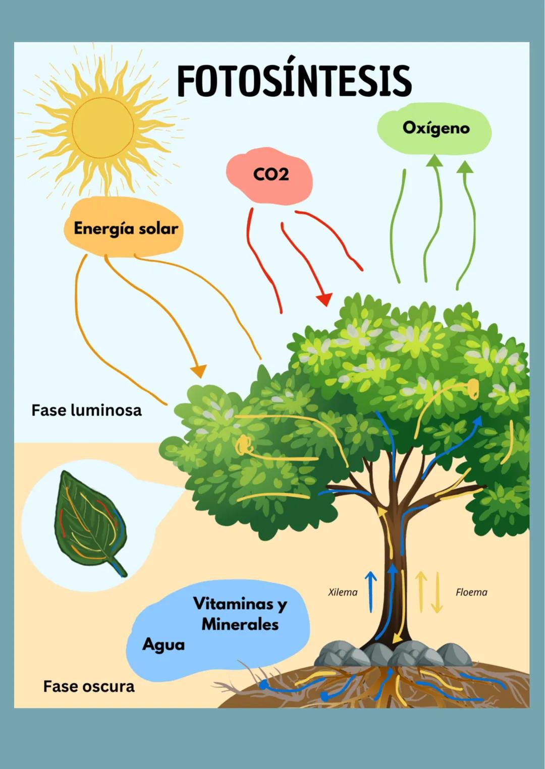 # La fotosíntesis y
su importancia
## Historia de la fotosíntesis
El proceso de fotosíntesis es tan ancestral que estuvo
mucho antes de lo