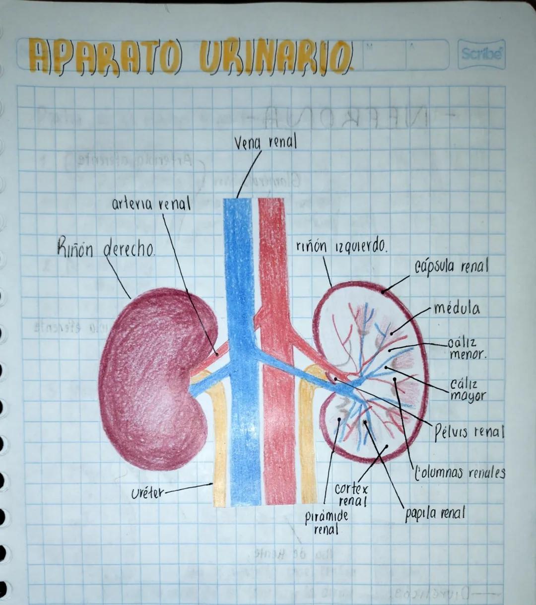 APARATO URINARIO
M
A
Scribe
Vena renal
arteria renal
Riñón derecho.
riñón izquierdo
cápsula renal
médula
Uréter-
cortex
renal
pirámide
renal