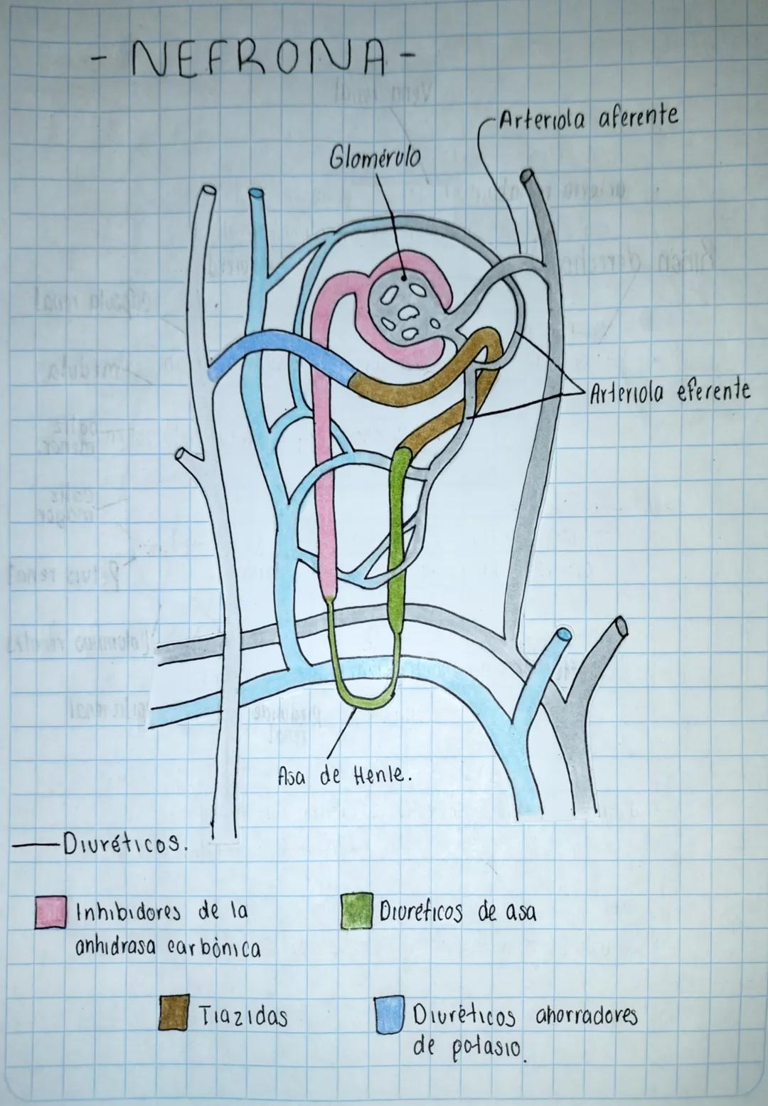 APARATO URINARIO
M
A
Scribe
Vena renal
arteria renal
Riñón derecho.
riñón izquierdo
cápsula renal
médula
Uréter-
cortex
renal
pirámide
renal