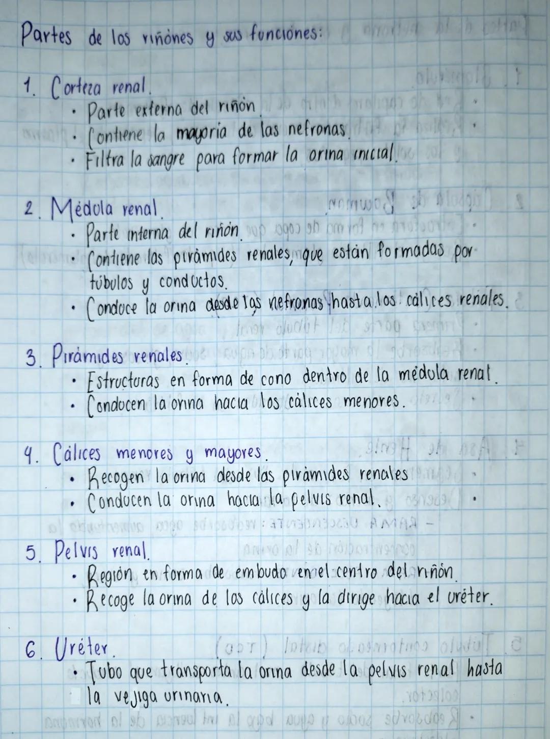 APARATO URINARIO
M
A
Scribe
Vena renal
arteria renal
Riñón derecho.
riñón izquierdo
cápsula renal
médula
Uréter-
cortex
renal
pirámide
renal