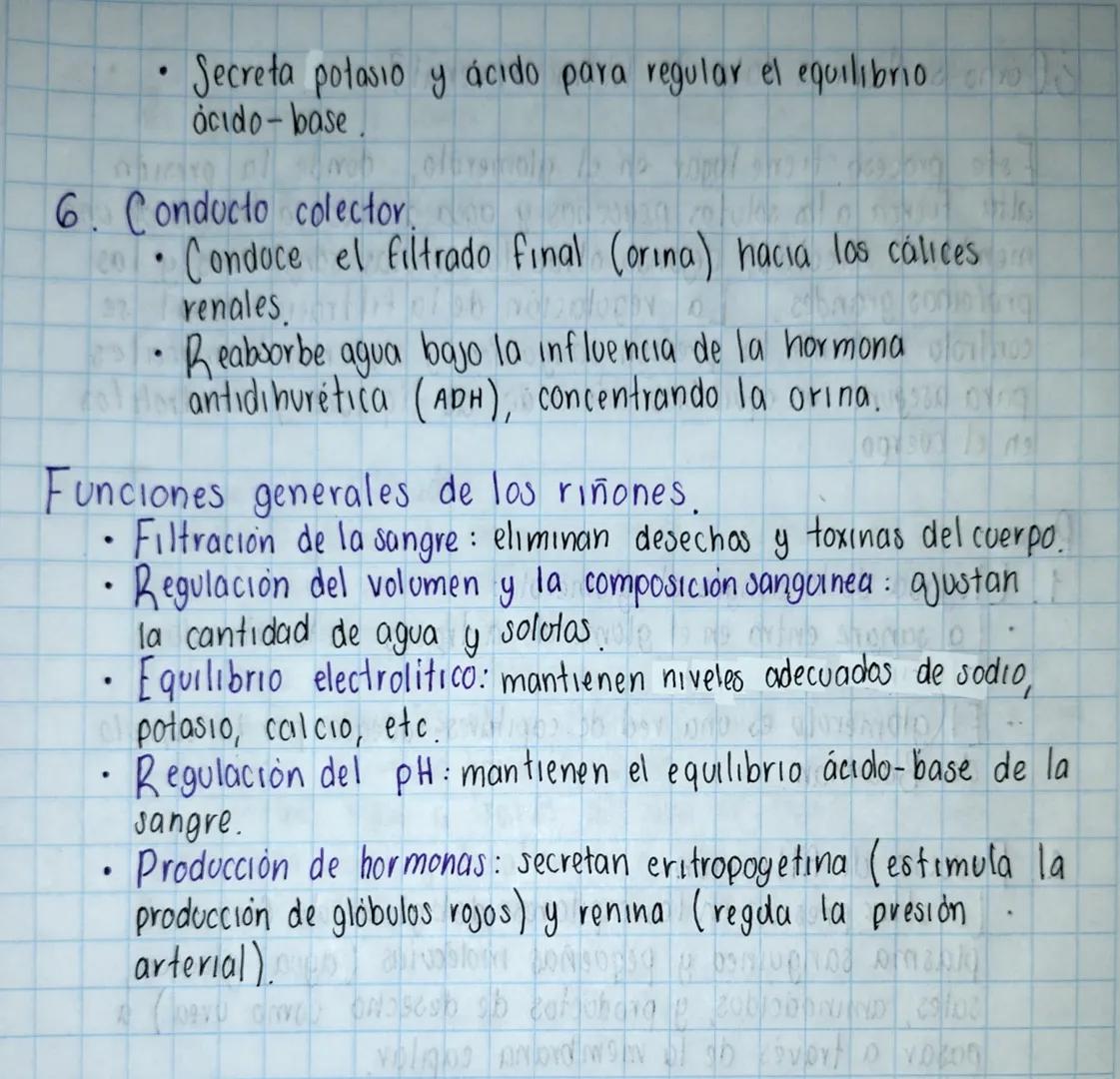 APARATO URINARIO
M
A
Scribe
Vena renal
arteria renal
Riñón derecho.
riñón izquierdo
cápsula renal
médula
Uréter-
cortex
renal
pirámide
renal